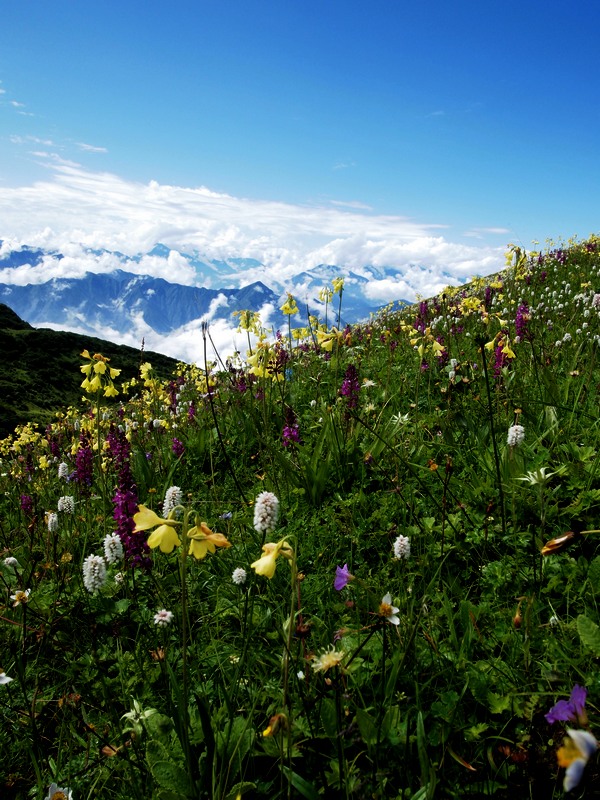 183的相册-九顶山后山花海