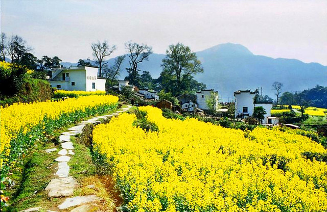 【阳春三月,】走进最美油菜花海--婺源油菜花摄影